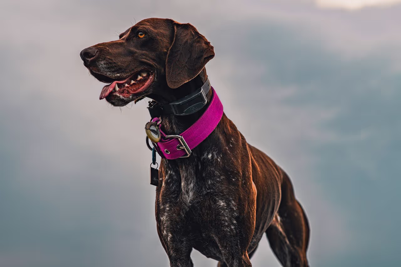 Dog with a GPS Tracker