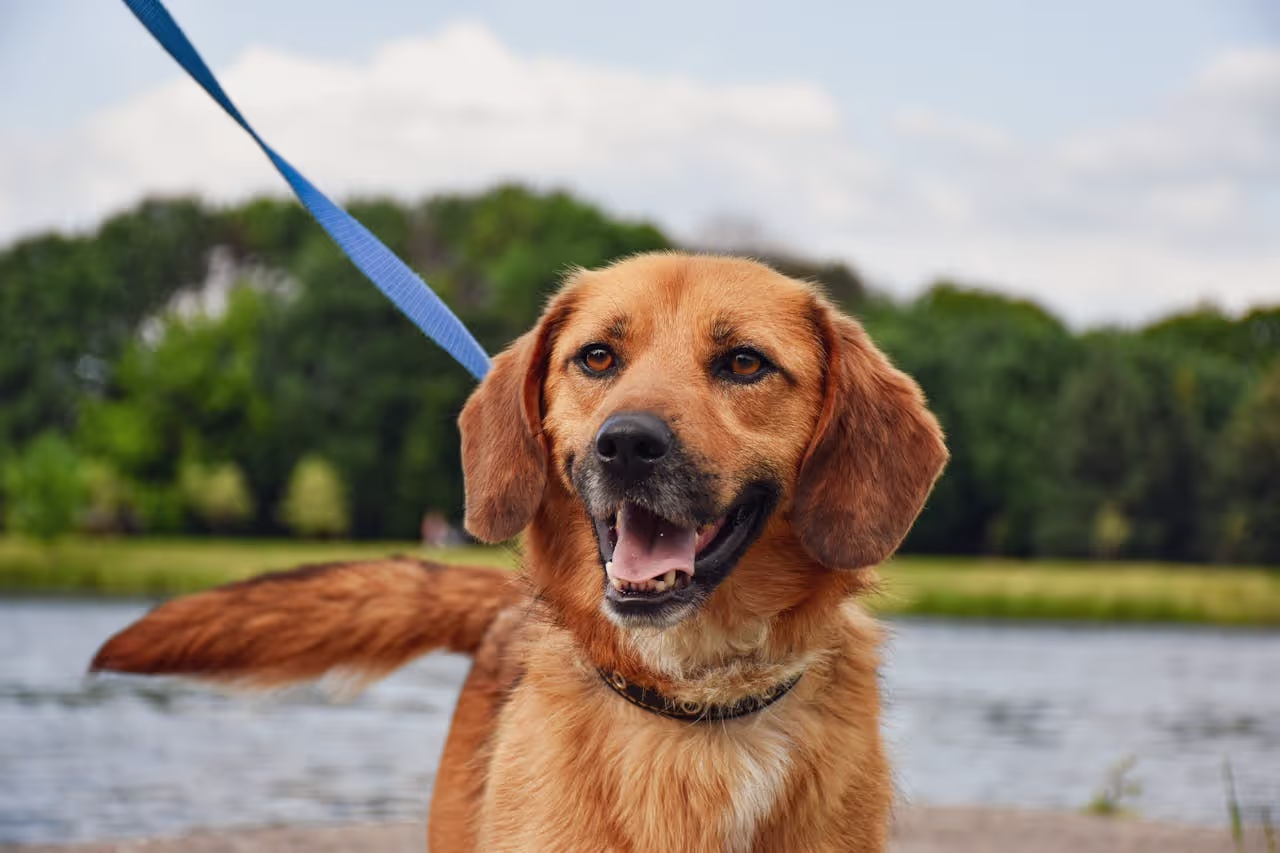 Dog on a leash