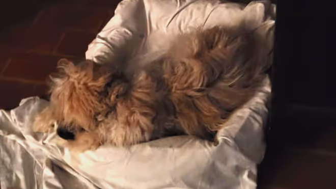 The dog in Portugal sleeping without barking The dog in Portugal sleeping without barking