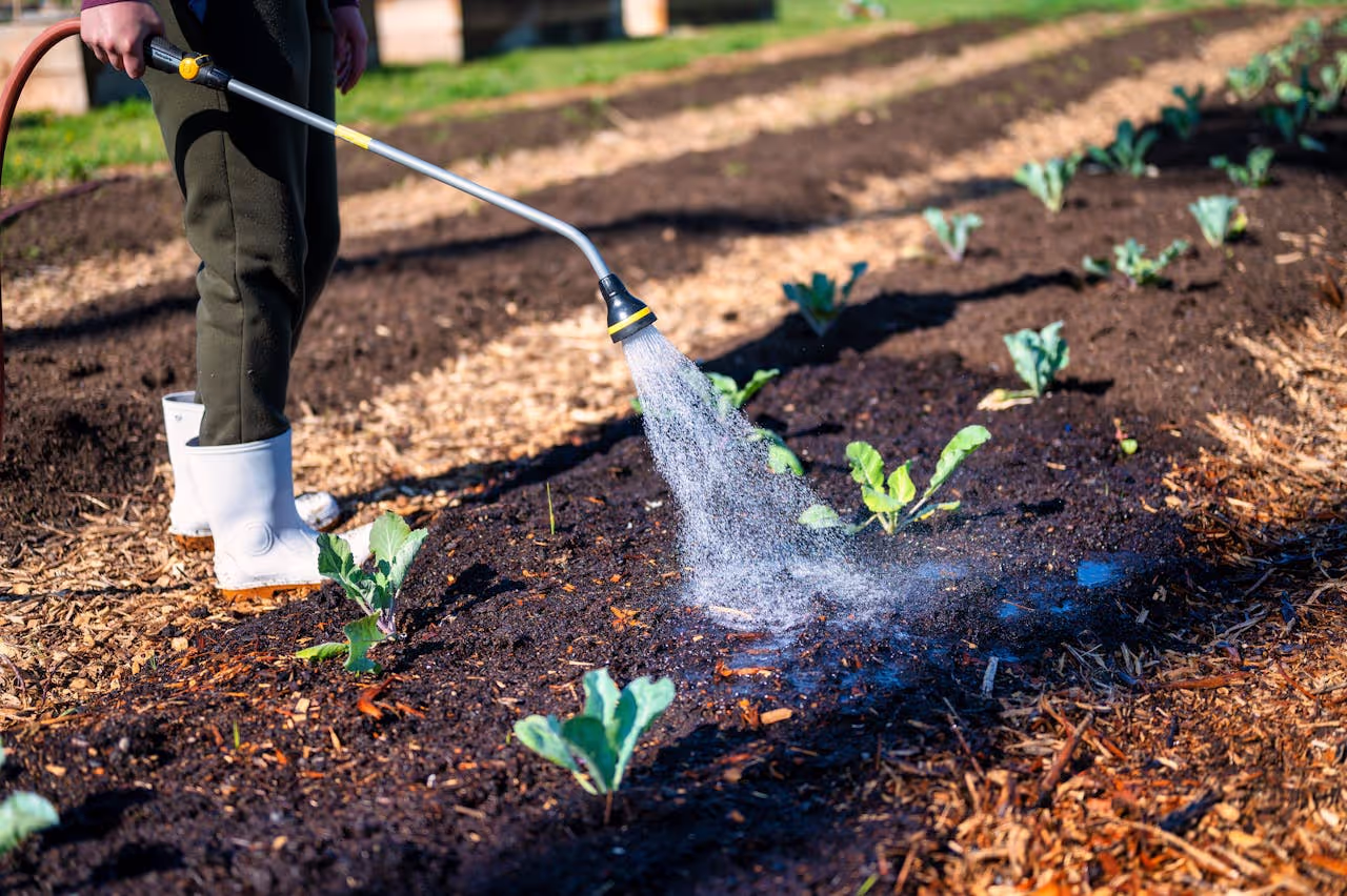 Watering the garden vegetables Watering the garden vegetables