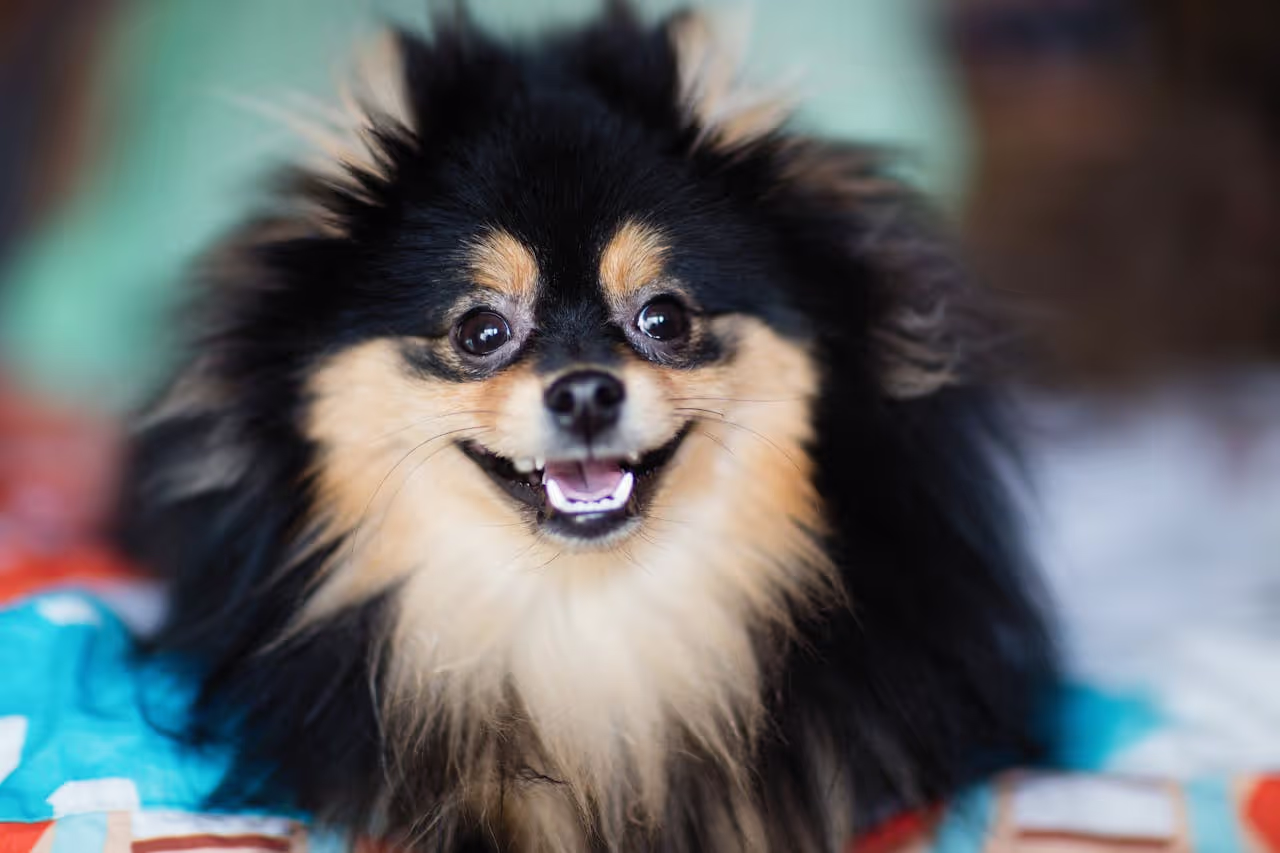 Pomeranian Dog
