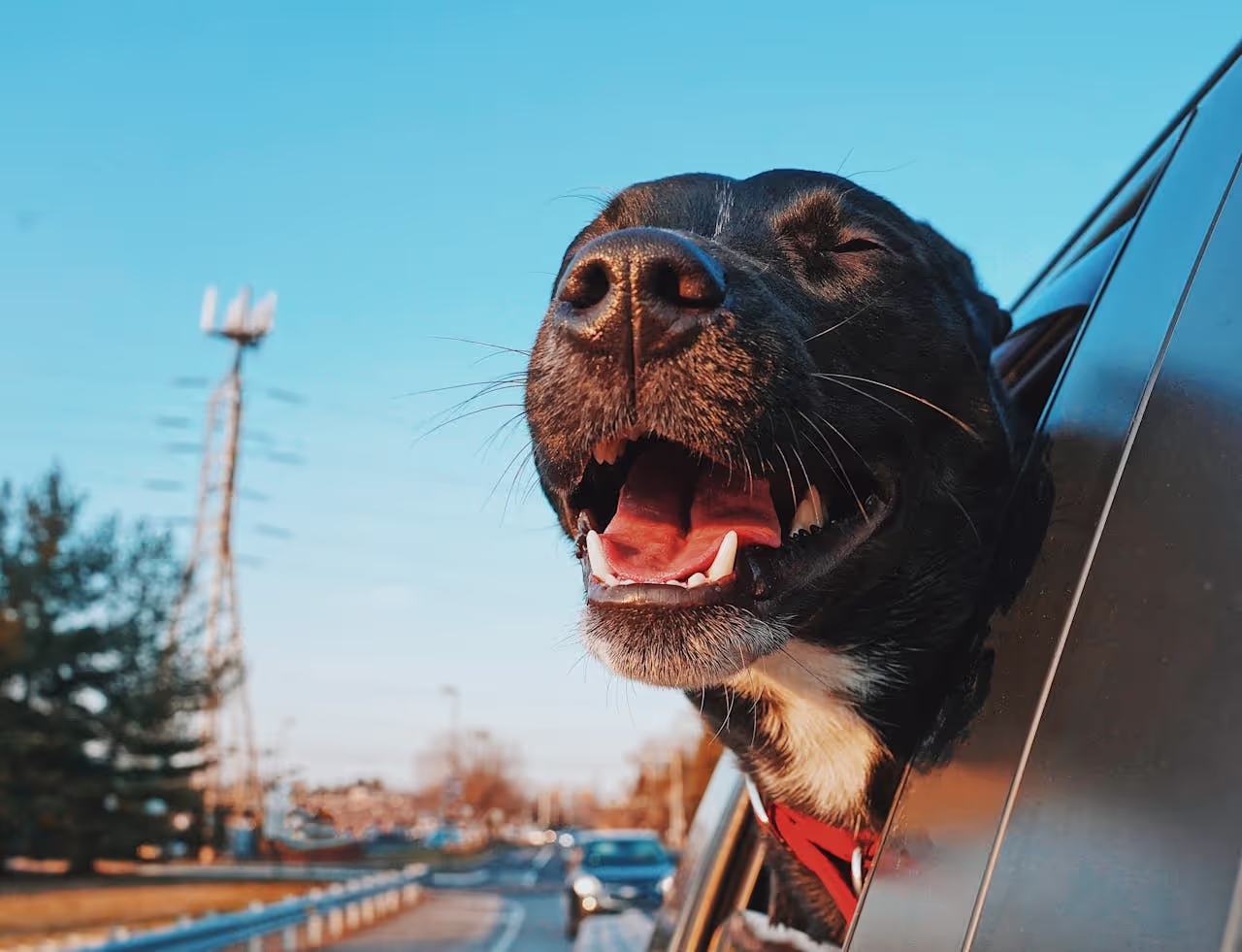 A happy dog sticking its head out of a car window