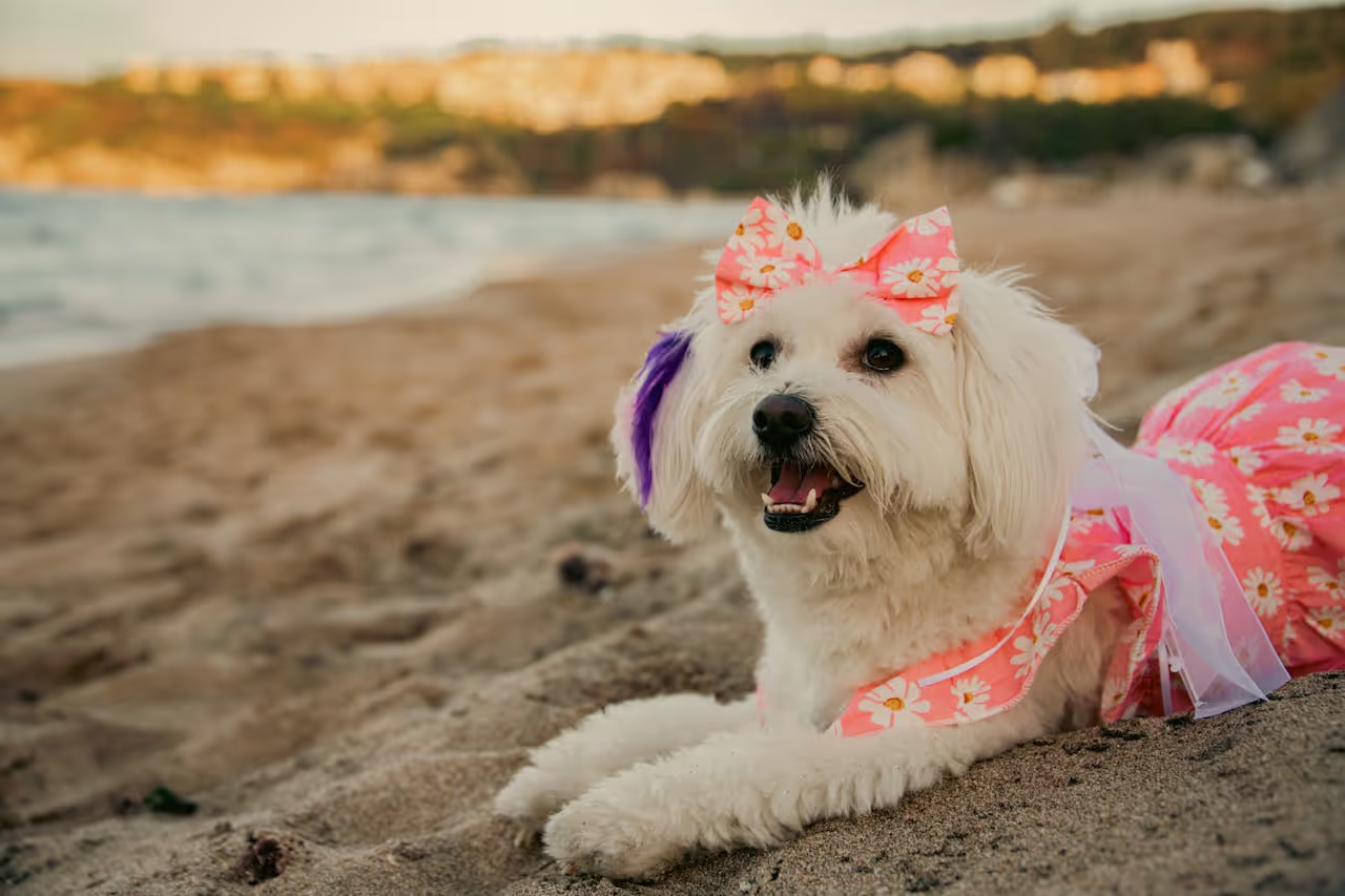 A malteses dog with a bow tie and a dress on, laying on the beach