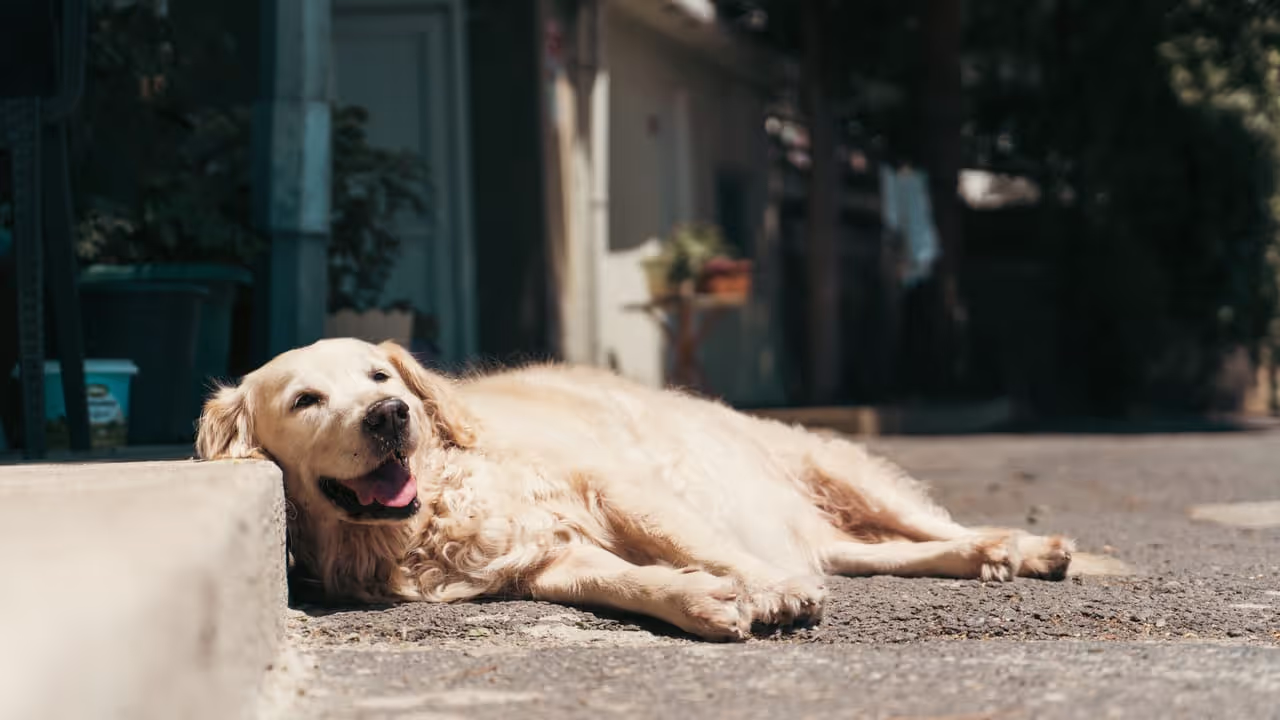 A dog laying down in the hot weather A dog laying down in the hot weather