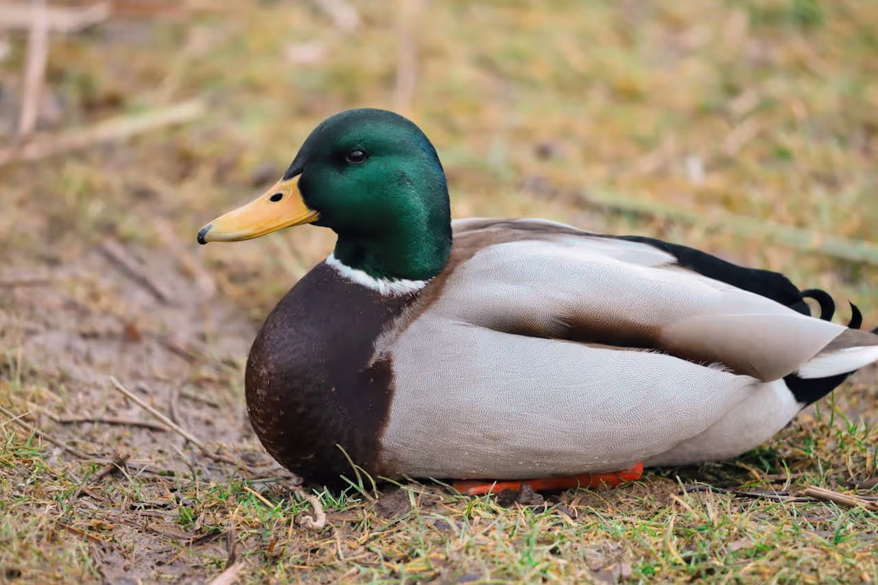 A sitting duck