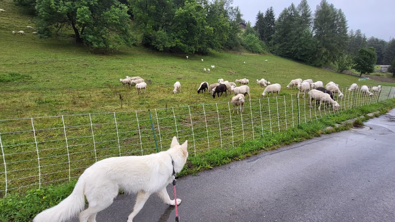 Dog from our house sit in Switzerland Dog from our house sit in Switzerland