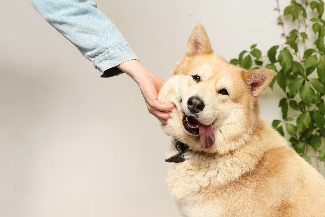 A dog being petted