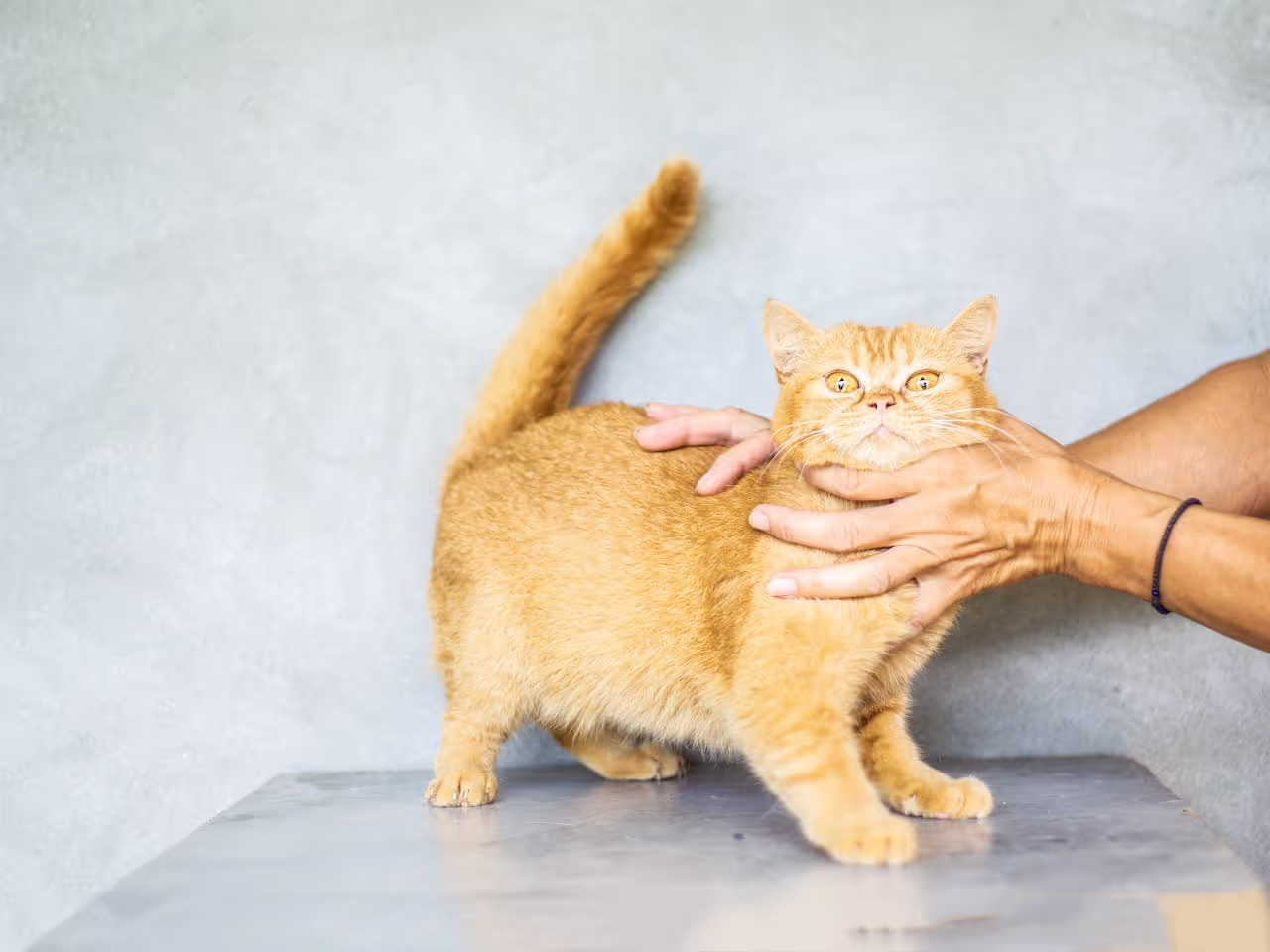A person petting a cat