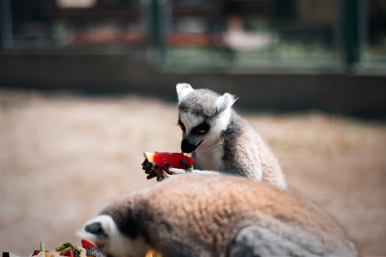 Exotic animal, Lemmur Exotic animal, Lemmur