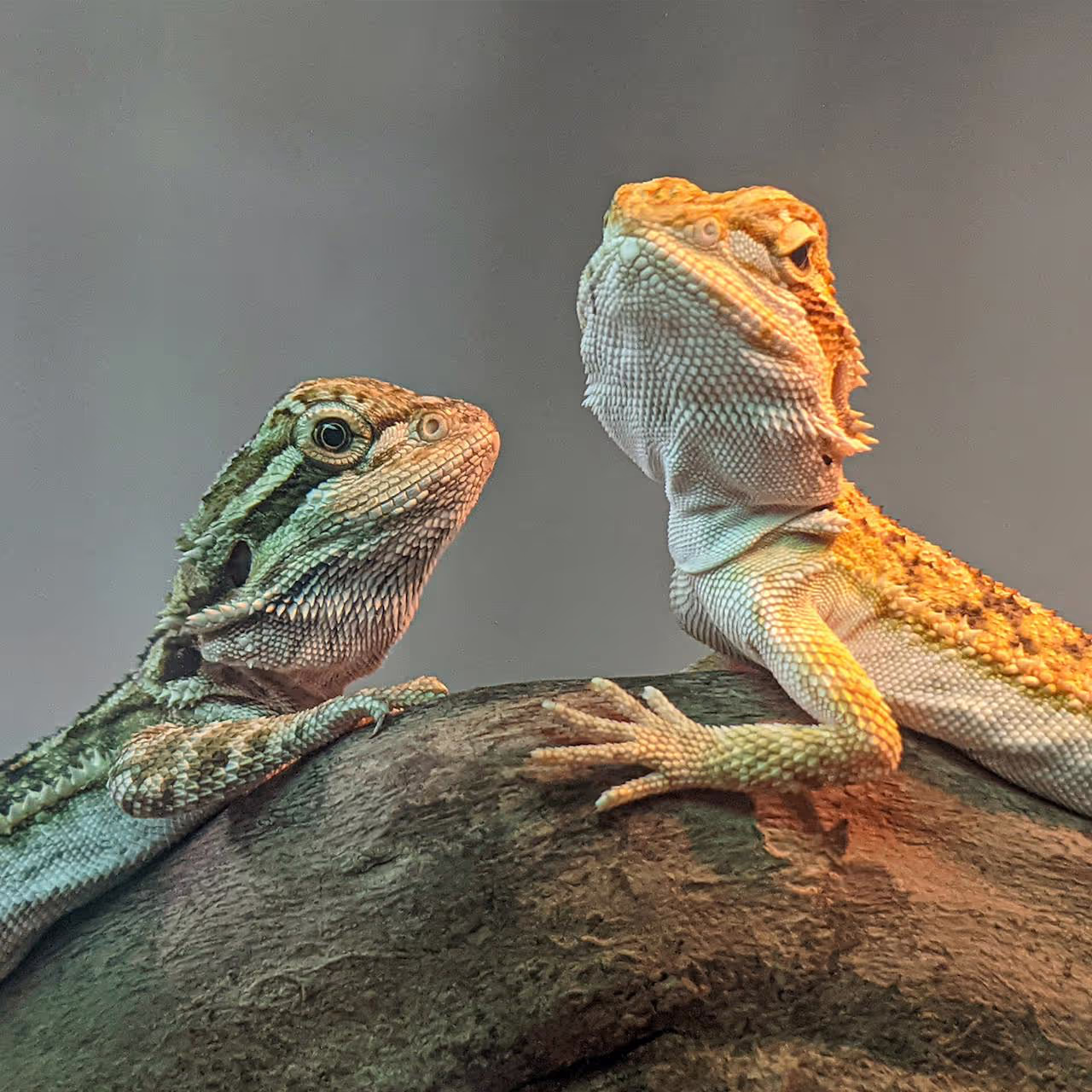 Exotic Lizards as pets Exotic Lizards as pets
