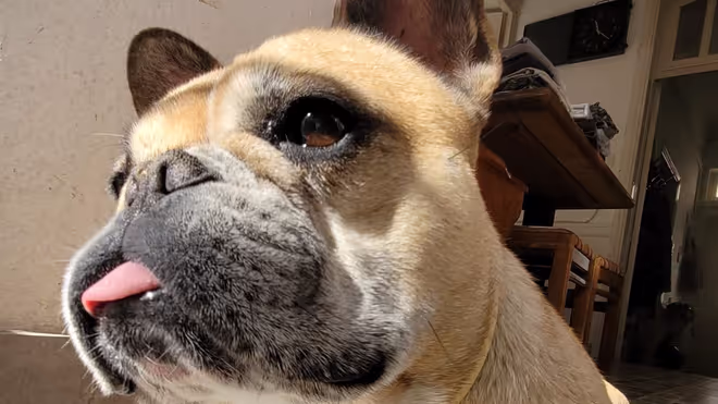 The french bulldog we looked after in Athens