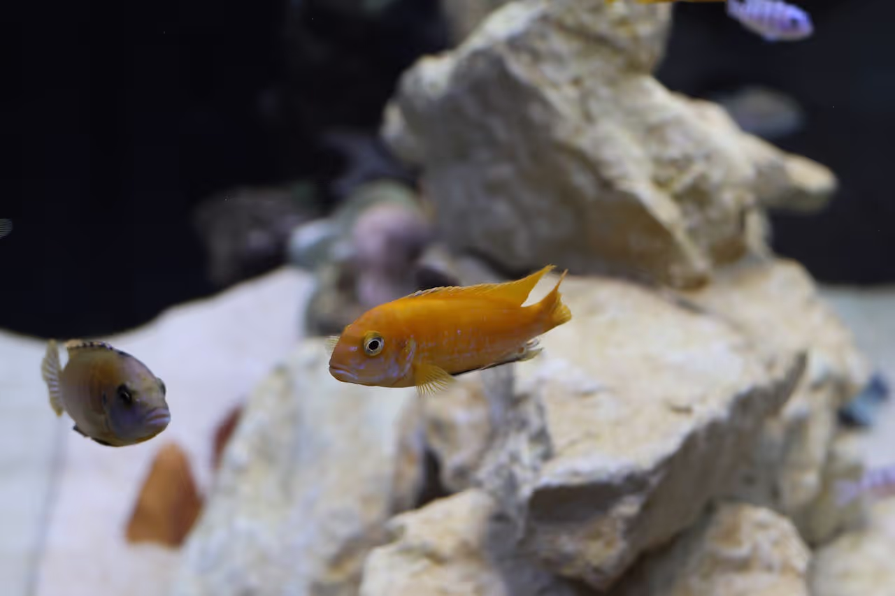 exotic Fish in an aquarium exotic Fish in an aquarium