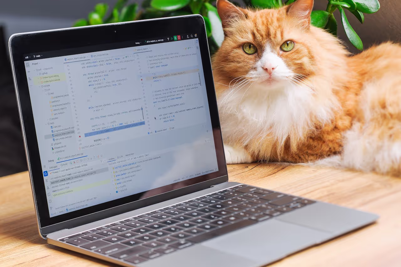 Cat and laptop Cat and laptop