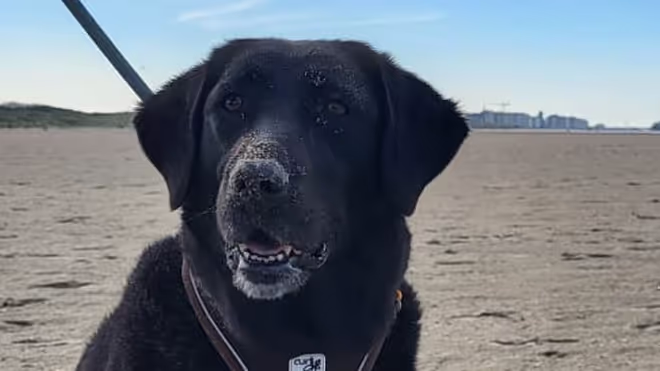 House Sitting with Your Own Dog