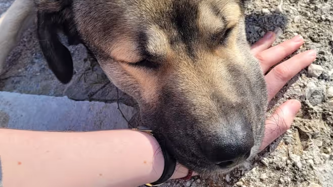 Dog we found on the beach in Greece. Dog we found on the beach in Greece.