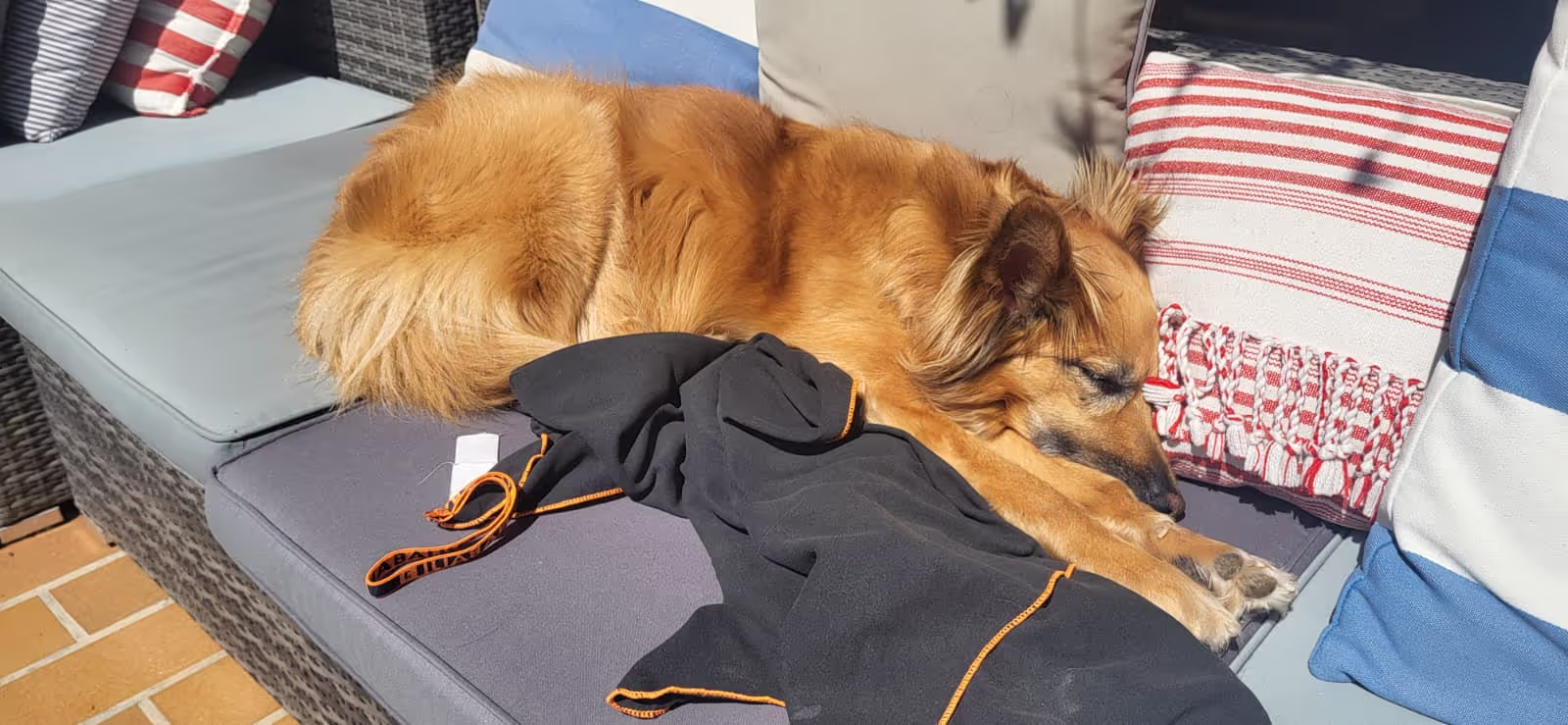 Dog Laying on a couch from our house sit in France