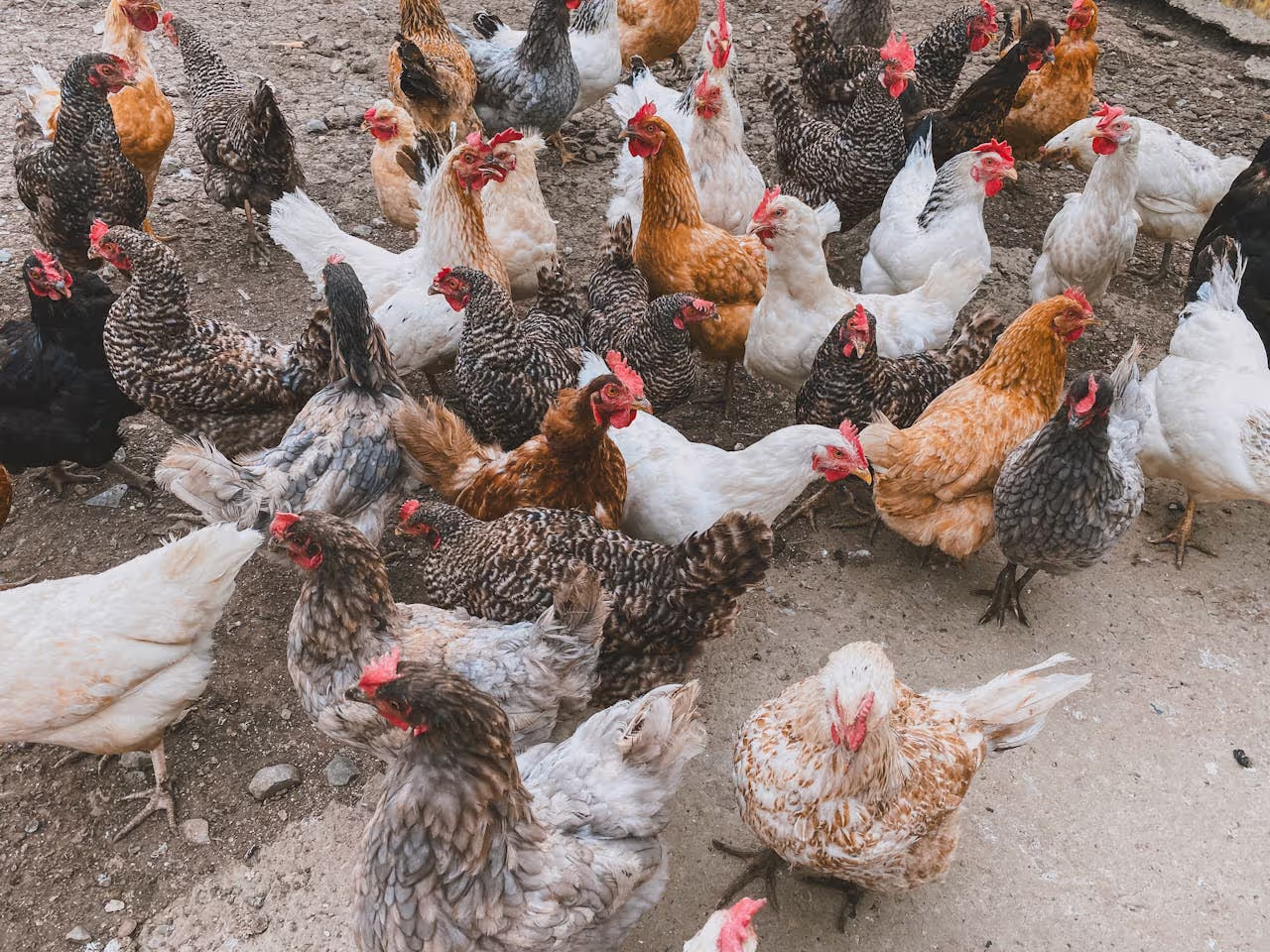 Chickens