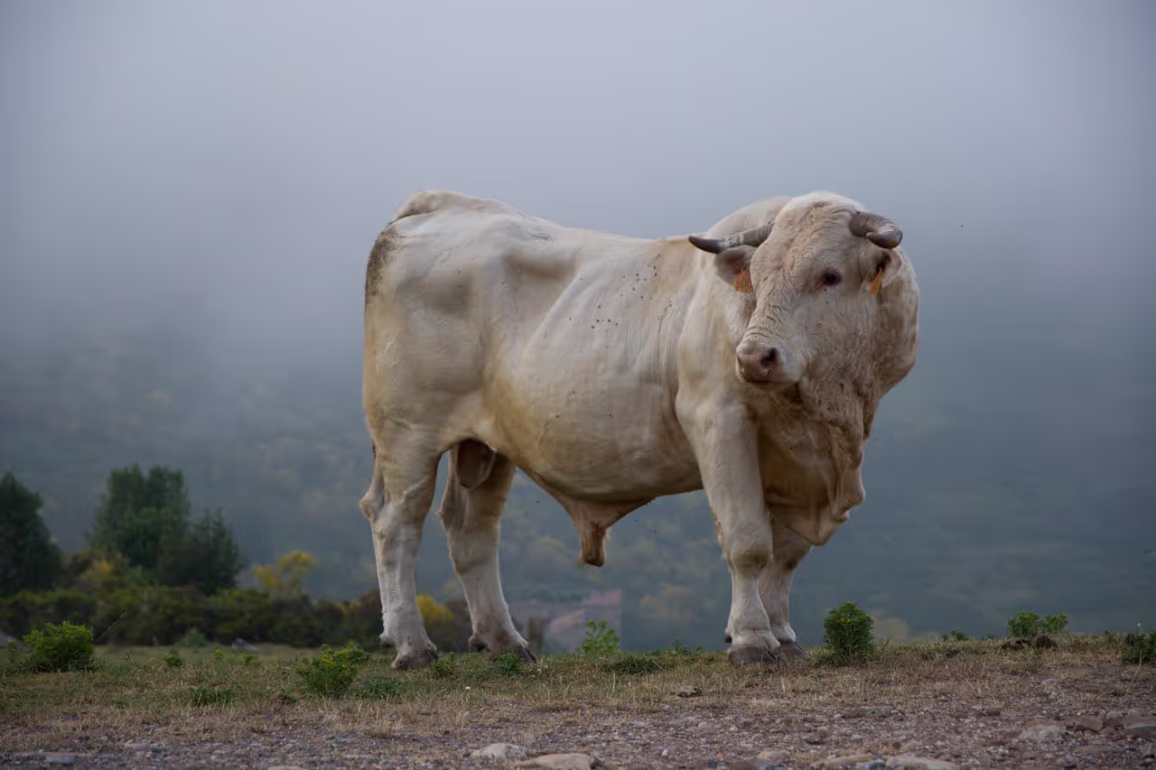 A big bull standing