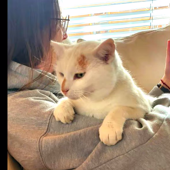 Cat in Cries Switzerland, during our house sit