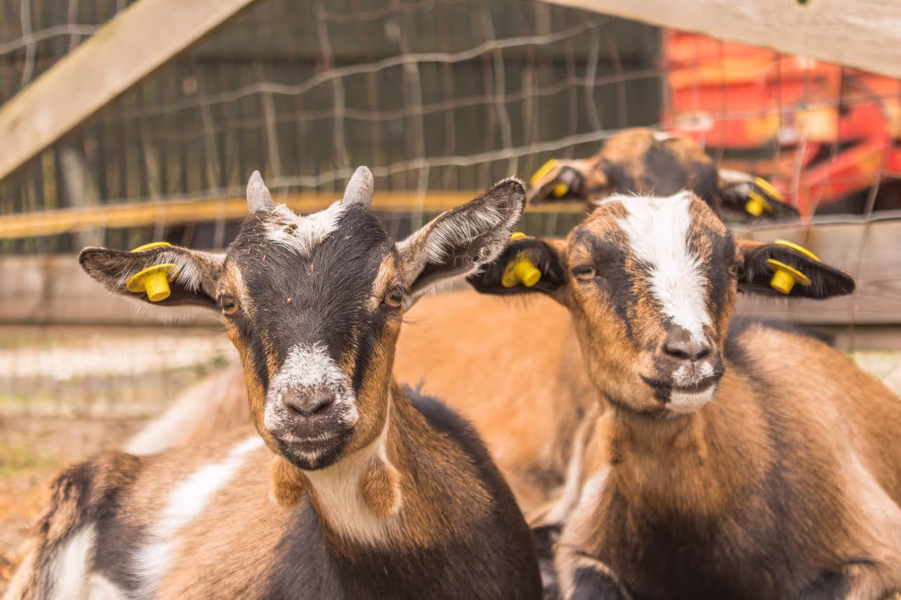 Goats on a farm 