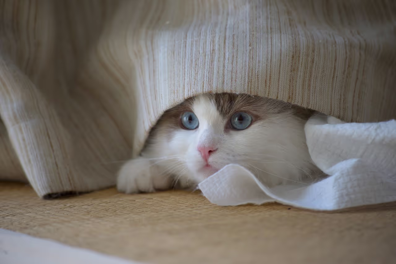 Cat hiding under curtains