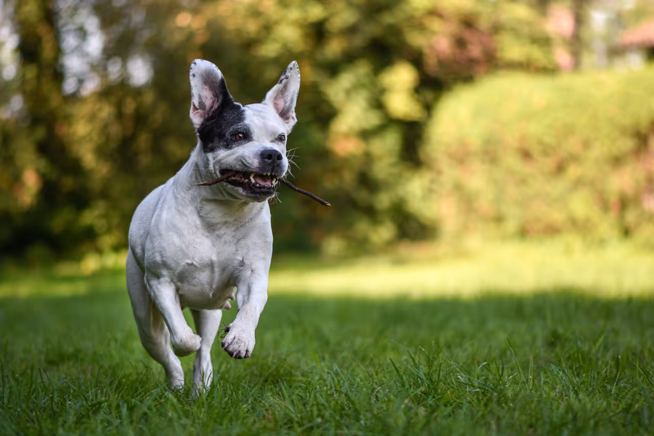 Dog Running