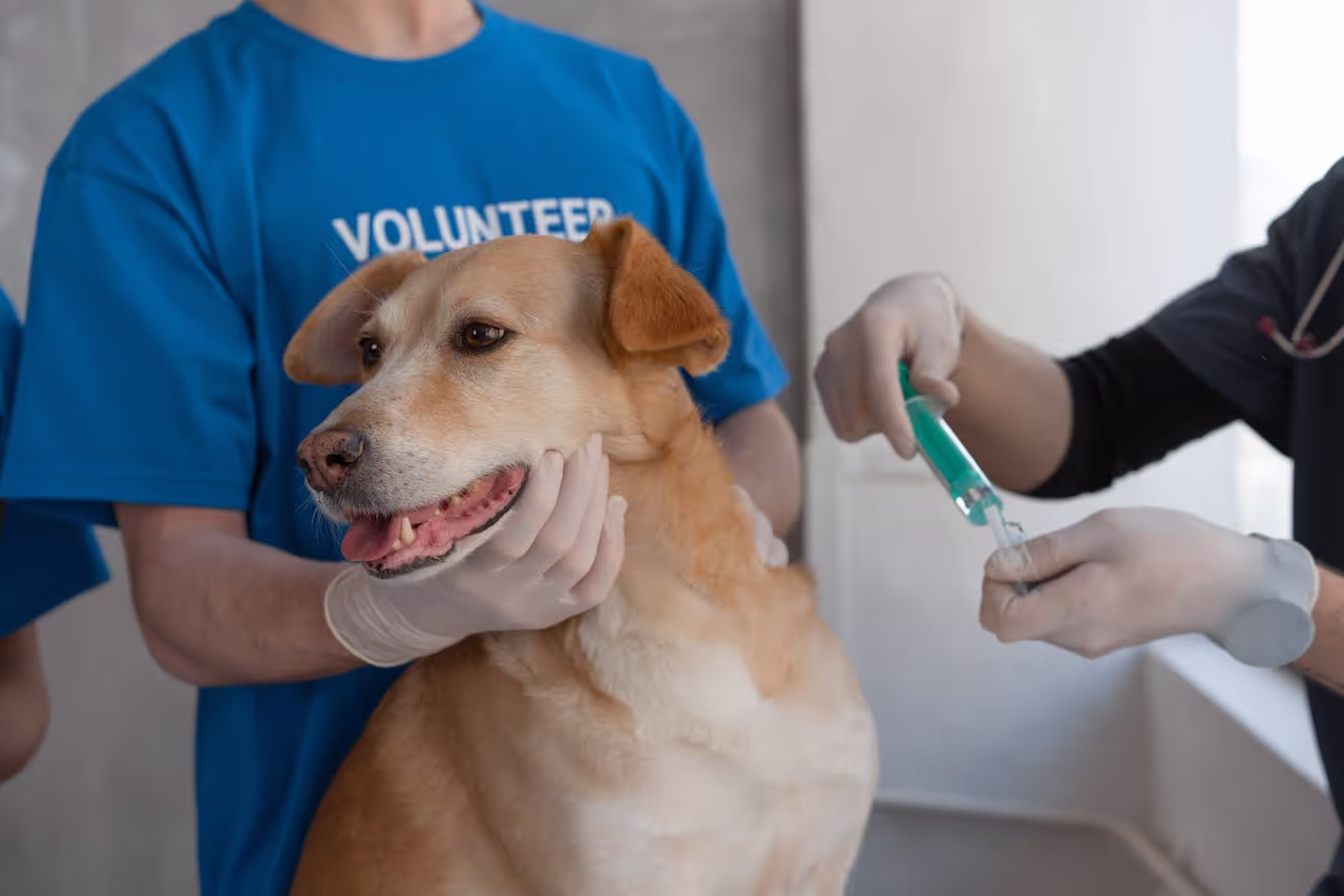Giving a dog an injection