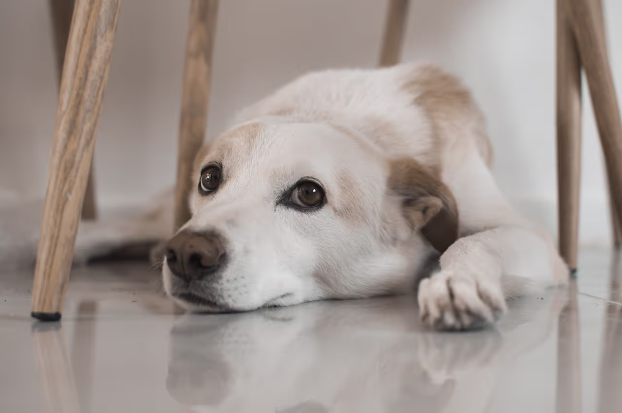 A dog with separation anxiety