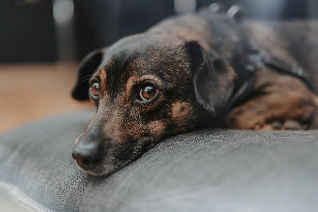 A worried dog