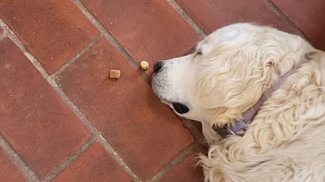 dog falling asleep with food at its nose