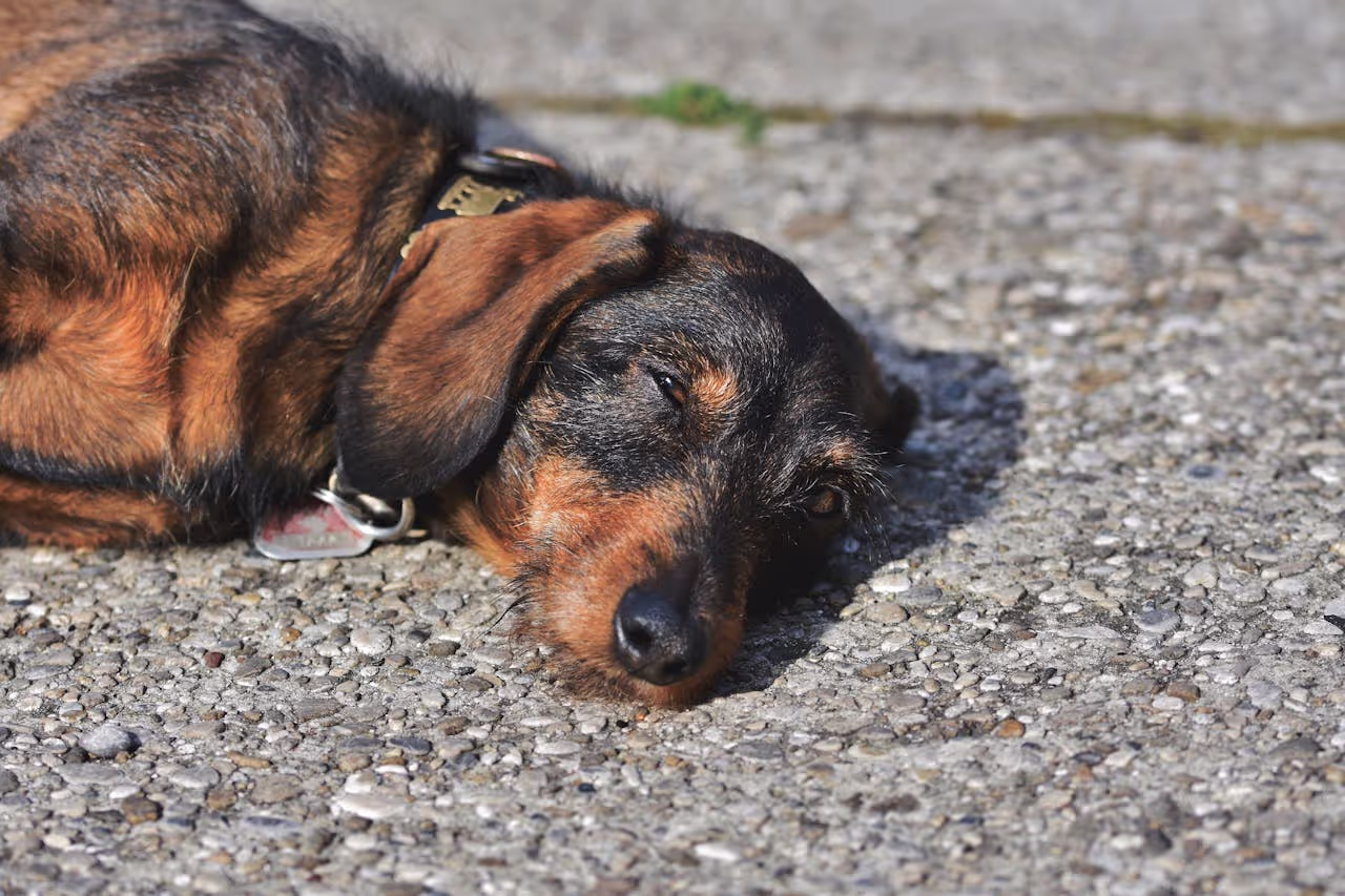 A dog laying on the ground during a hot day A dog laying on the ground during a hot day