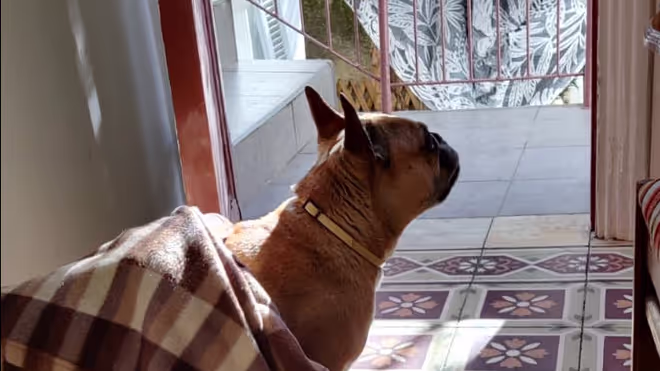 French bulldog in a blanket French bulldog in a blanket